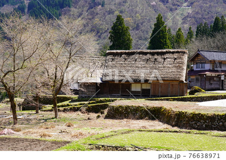 桜と相倉合掌造り集落 76638971