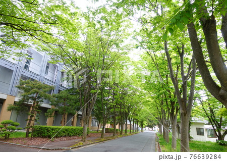 旧米沢高等工業学校本館　山形大学工学部　ケヤキ並木 76639284