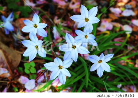 春の花 ハナニラ イフェイオン 春の花 ハナニラ イフェイオン 76639361