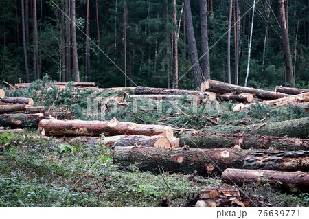 Tree trunks lying in forest after lumber works Tree trunks lying in forest after lumber works 76639771