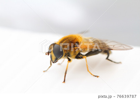 ハナアブの仲間のクローズアップ ハナアブの仲間のクローズアップ 76639787