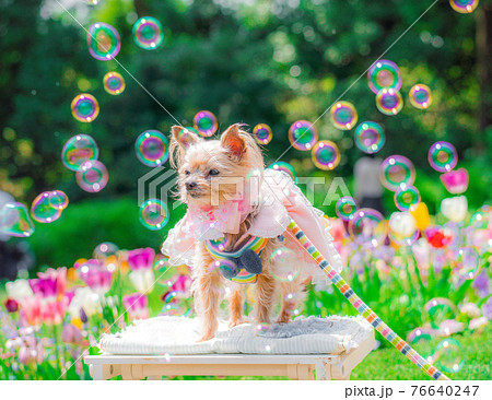 わんこと花畑とシャボン玉の写真素材