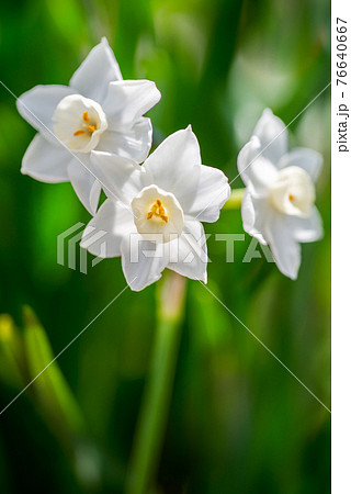 白いスイセンの花3輪 76640667