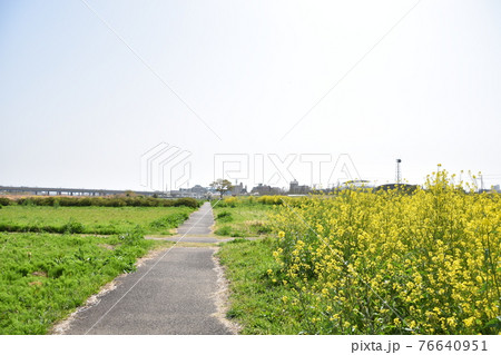 春の相模川河川敷 平塚市 春の相模川河川敷 平塚市 76640951