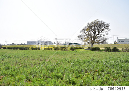 春の相模川河川敷 平塚市 春の相模川河川敷 平塚市 76640953
