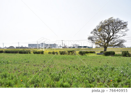 春の相模川河川敷 平塚市 春の相模川河川敷 平塚市 76640955