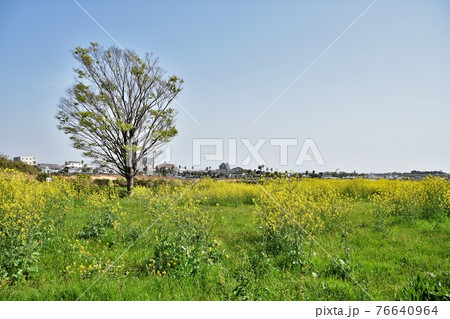 春の相模川河川敷 平塚市 春の相模川河川敷 平塚市 76640964