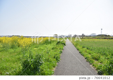 春の相模川河川敷 平塚市 春の相模川河川敷 平塚市 76641012