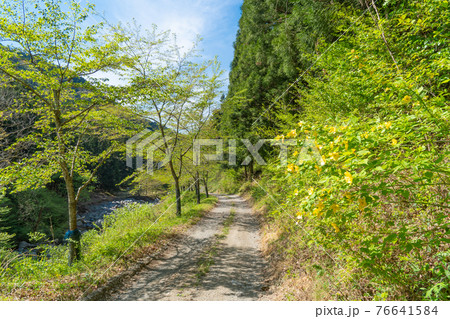 武甲山の裏参道の林道 武甲山の裏参道の林道 76641584