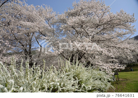 花満開の戸倉宿キティパークの写真素材