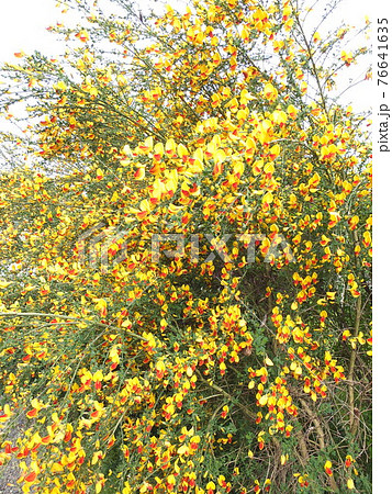満開の黄色のエニシダ 満開の黄色のエニシダ 76641635