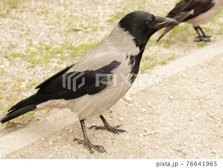 Wild crow posing on a park road on spring sunny day 76641965