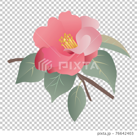 山茶花圖 山茶花圖 76642403