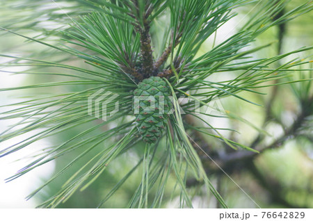 青い松ぼっくり 青い松ぼっくり 76642829