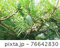青い松ぼっくり 76642830