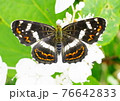 サカハチョウ 76642833