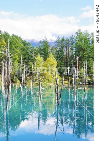 北海道美瑛町 青い池 北海道美瑛町 青い池 76643442