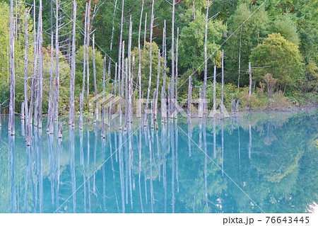 北海道美瑛町 青い池 北海道美瑛町 青い池 76643445
