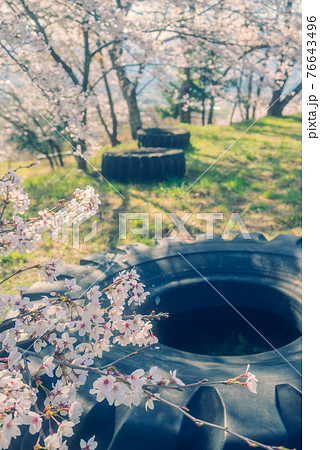 巨大なタイヤと桜【鵜山の桜並木】 巨大なタイヤと桜【鵜山の桜並木】 76643496