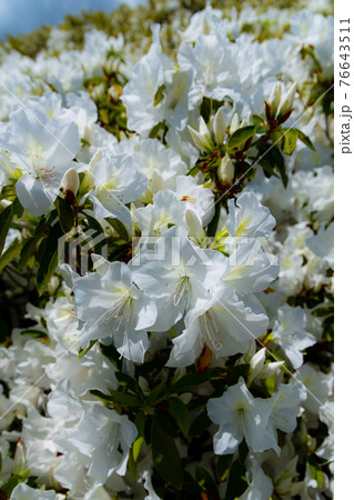 ツツジ 76643511