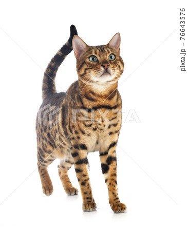bengal in studio 76643576