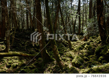 （山梨県）薄暗い青木ヶ原樹海の中・観光地 76643936