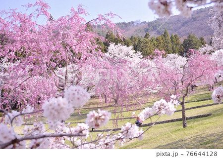 桜の園 戸倉宿キティパーク 桜の園 戸倉宿キティパーク 76644128