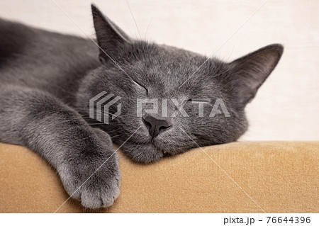 Close-up of a sleeping beautiful gray cat 76644396