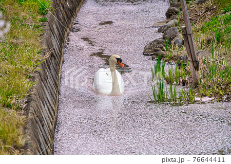 荒神山スポーツ公園の春 76644411