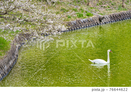 荒神山スポーツ公園の春 76644622