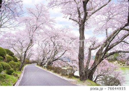 荒神山スポーツ公園の春 76644935