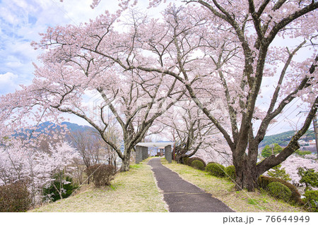 荒神山スポーツ公園の春 荒神山スポーツ公園の春 76644949