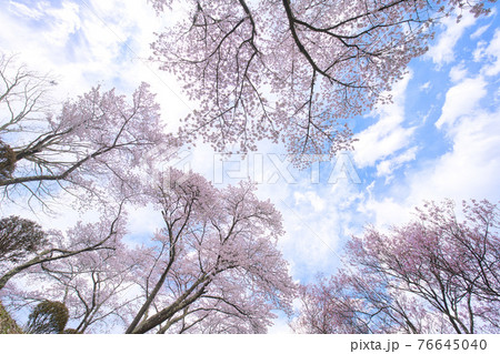 荒神山スポーツ公園の春 76645040