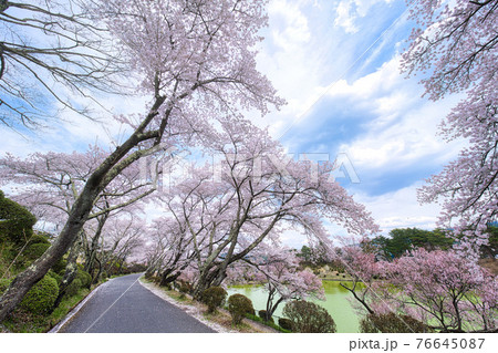 荒神山スポーツ公園の春 76645087