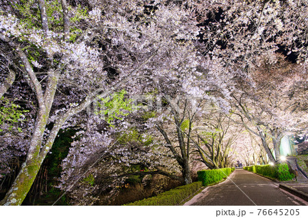 与田切公園の夜桜 76645205
