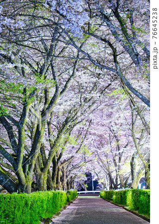 与田切公園の夜桜 76645238