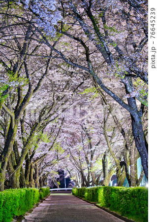 与田切公園の夜桜 76645239