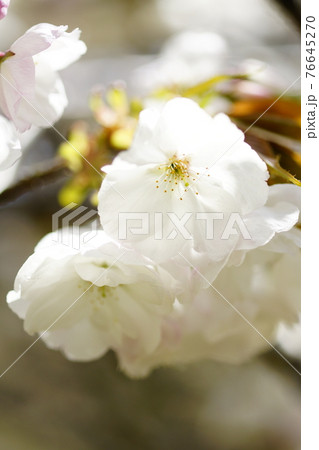 桜 永源寺 (えいげんじ) 76645270