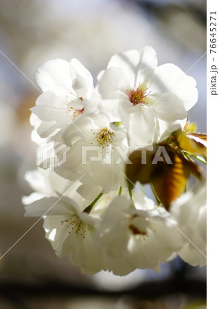 桜 永源寺 (えいげんじ) 76645271