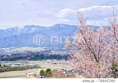 上ノ平城跡の一本桜 上ノ平城跡の一本桜 76645288