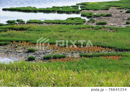 北海道　野付半島　サンゴ草 76645354