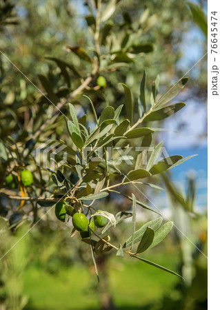 Green olives on a tree. 76645474