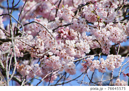 米沢の千歳桜（福島県・会津美里町） 76645575