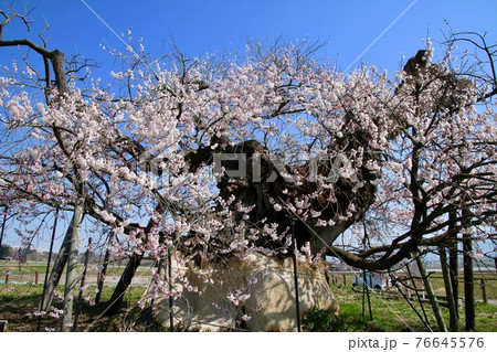 米沢の千歳桜（福島県・会津美里町） 76645576