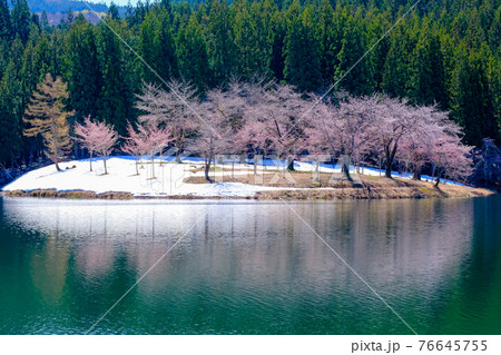 中子の桜5 76645755