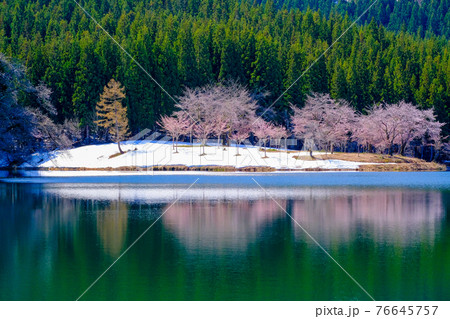池に映る桜と雪 池に映る桜と雪 76645757