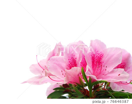 ツツジの花 76646387