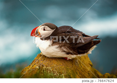 Single atlantic puffin Single atlantic puffin 76647624