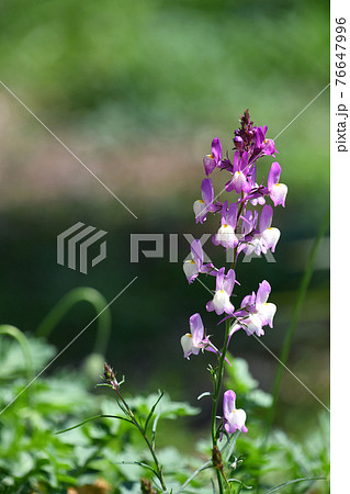 リナリア 姫金魚草 の写真素材
