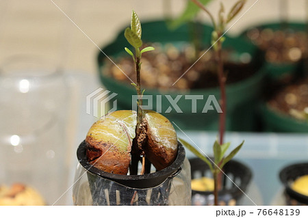 アボカド栽培 76648139